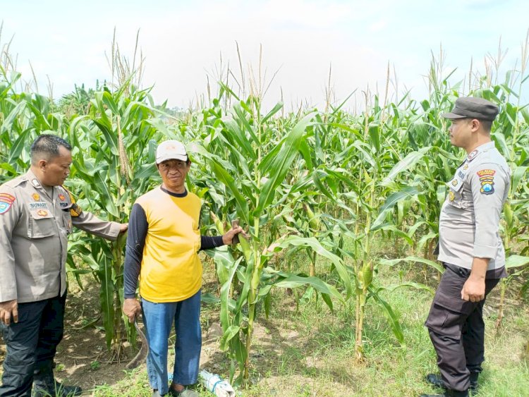 Cek Ketahanan Pangan, Polsek Balongbendo Tinjau Perkembangan Tanaman Jagung dan Cabai